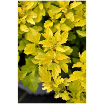 Physocarpus opulifolius 'Dart's Gold&apo