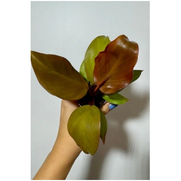 Philodendron Red Sun Augi-Plants