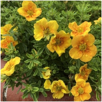 Klinšrozīte "Mango Tango"PRB