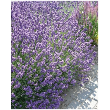 Lavandula angustifolia Dwarf Blue | A.M. ozoli