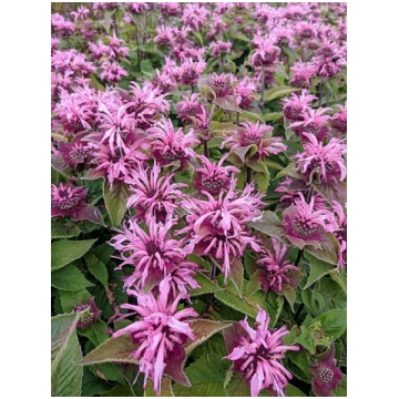 Monarda 'Bee-Lieve'®, P11 Monarda