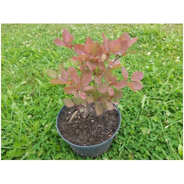 Cotinus coggygria 'Royal Purple' (Parast