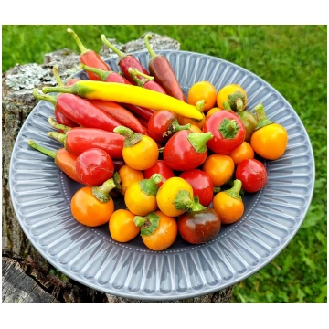 Svaigas Čili pākstis pildīšanai -500gr