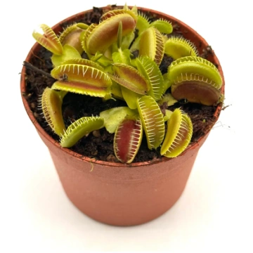 Dionaea Muscipula "Jaws Smiley" Caput Mundi Labs