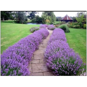 Lavandu stādi "Hidcote" - 2 gb