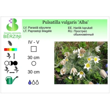 Pulsatilla vulgaris 'Alba', Silpurene ZS