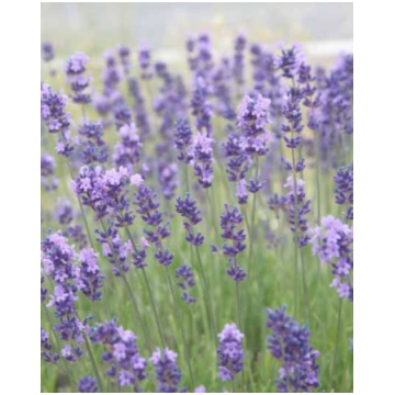 Lavandula angustifolia Munstead | A.M. ozoli