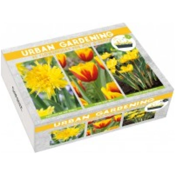 URBAN YELLOW SĪPOLPUĶU KOLEKCIJA 25 STĀDI 106935 S