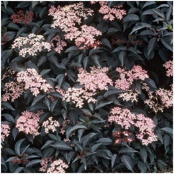 Sambucus nigra "Black Beauty" Melnais plūškoks Stā
