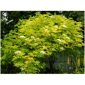 Sambucus nigra 'Aurea' (Melnais plūškoks