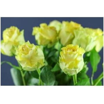 Roses Lemon Finess