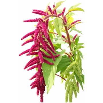 Astainais amarants ‘Red’ | Amaranthus caudatus sēk