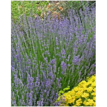 Lavandula angustifolia Vera | A.M. ozoli
