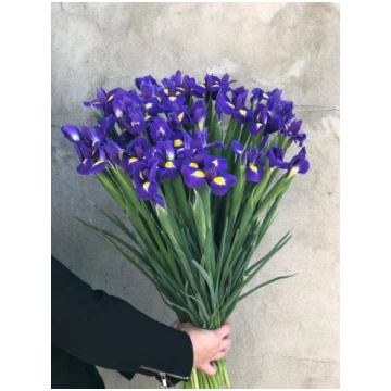 IRIS BLUE MAGIC