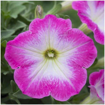PETUNIA VERANDA Pink Morn