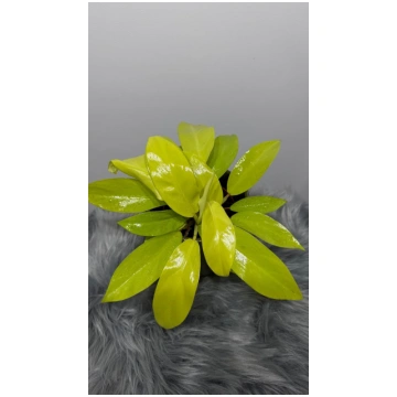 Philodendron Malay Gold Augi-Plants