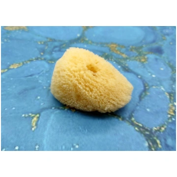Natural Yellow Sea Sponges Axinyssa Sea Sponge (5
