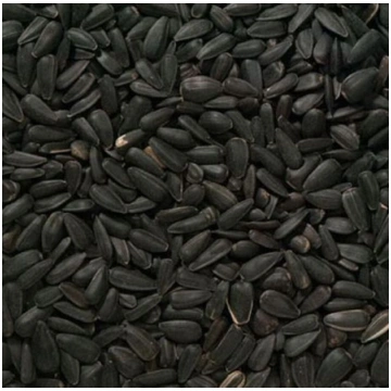 Saulespuķu sēklas (melnās) 5kg, Garšaugu sēklas, S