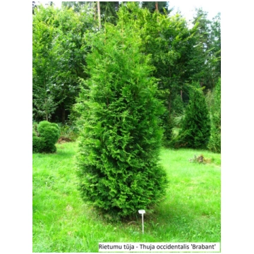 Thuja occidentalis Brabant