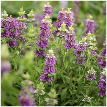 Citronmonarda (Monarda citriodora) 0,1g