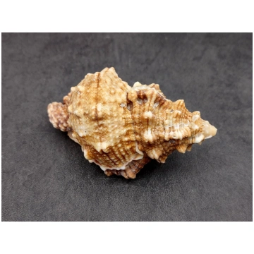 Frog Seashells Brown Tan Orange Bursa Bubo (1 shel