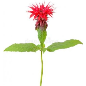Monarda /bišu balzams (Monarda fistulosa) - tieši 