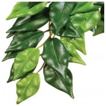 Hagen EXOTERRA ROLINA FICUS M 007287