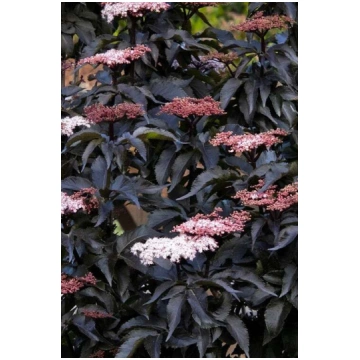 Sambucus nigra "Black Tower" Melnais plūškoks Stād