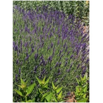 ŠAURLAPU LAVANDA HIDCOTE BLUE STRAIN PUKU LAUKI