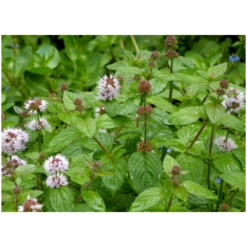 Mentha aquatica (Ūdens mētra), konteiners P11
