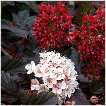 Physocarpus opulifolius 'Red Baron' (Irb