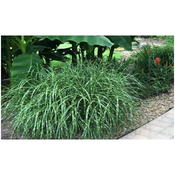 Miscanthus sinensis 'Little Zebra'