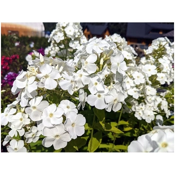 Phlox paniculata 'Rembrandt', P13 Skarai
