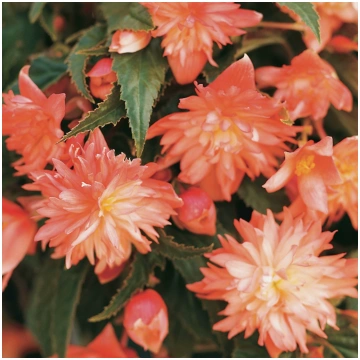 BEGONIA BELLACONIA Soft Orange