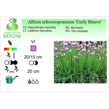 Allium schoenoprassum 'Curly Mauve', Dek