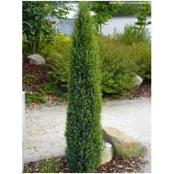 Juniperus communis 'Arnold' Parastais ka