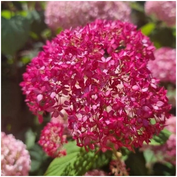 Hortenzija, kokveida "CB/Candybelle Sorbet"