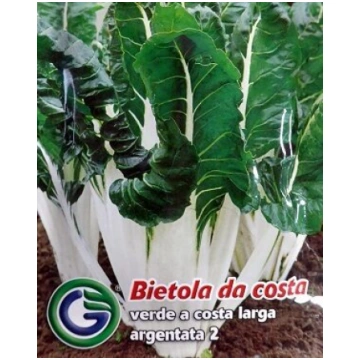 Lapu bietes (mangolds) Bietola Verde a Costa Larga