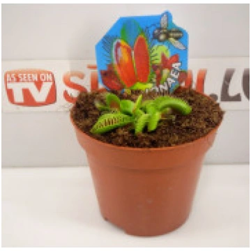 Venēras mušķērājs Venus flytrap Dionaea muscipula 