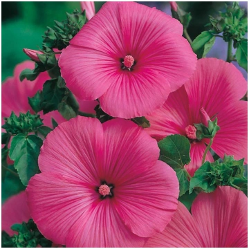 Lavatera Ruby Regis 75 sēklas