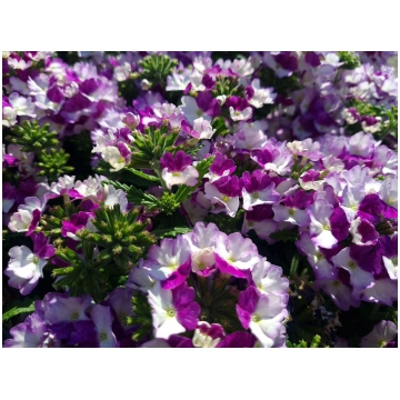 Verbena peruviana Firehouse Purple Fizz | A.M. ozo