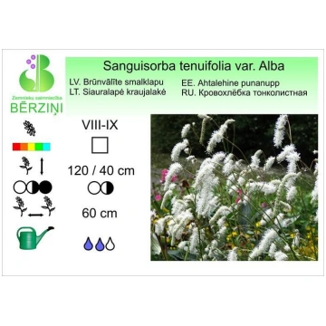 Sanguisorba tenuifolia var. Alba, Brūnvālīte ZS Bē