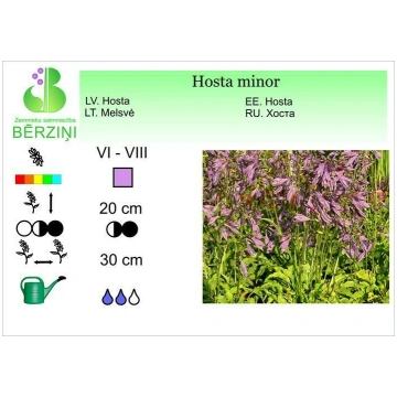 Hosta minor, Hosta
