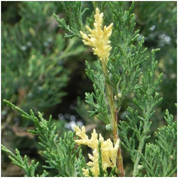 Kadiķis, Ķīnas ,,Expansa Variegata,,/Juniperus chi