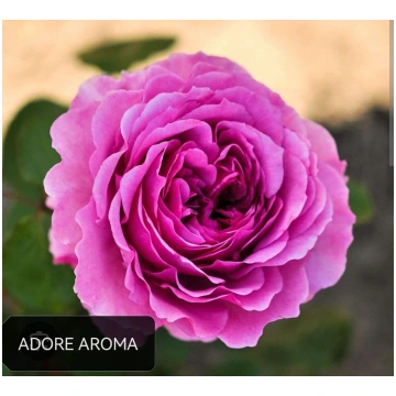 Tējhibrīdroze Adore Aroma /Rosa/