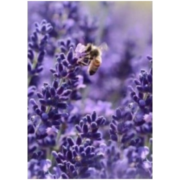 ĪSTA LAVANDA UAB Punios gėlės