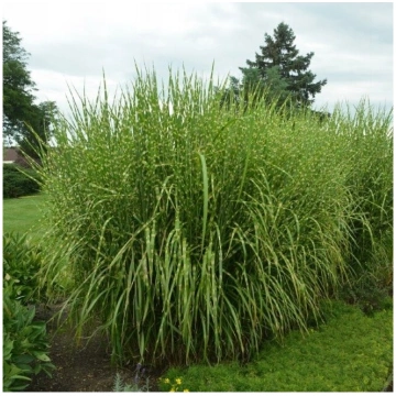 Miskante, Ķīnas "Strictus" /Miscanthus sinensis/ -