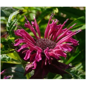 Monarda Kardinal- monarda