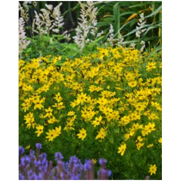Coreopsis verticillata Zagreb | A.M. ozoli
