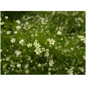 Sagina subulata Dubliner | A.M. ozoli